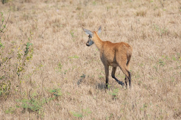 Wildlife in South Dakota