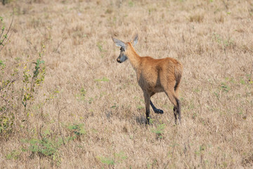 Wildlife in South Dakota