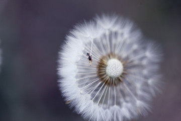ant on dandelion