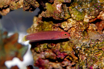 Obraz na płótnie Canvas Red Elongated Dottyback - (Pseudochromis elongatus)