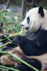 Fototapeta premium Pandas in Chengdu, China