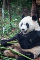 Obraz premium Pandas in Chengdu, China