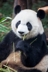 Fototapeta premium Pandas in Chengdu, China