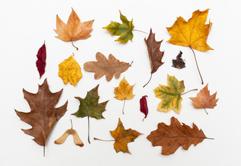 autumn colored leaves pattern on white background. Flat lay.