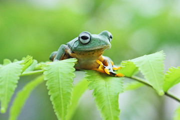 Java frog, tree frog, flying frog