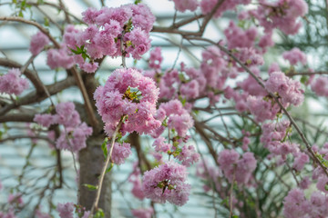 Cherry blossom Display, Japanese garden, Japan