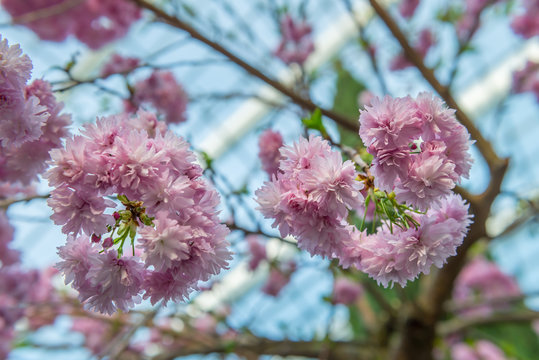 Cherry blossom Display, Japanese garden, Japan