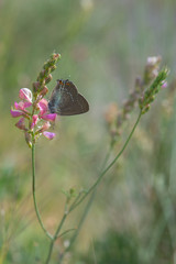 Büyük Sevbeni / Satyrium ilicis /  
