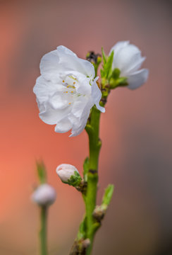 Cherry blossom Display, Japanese garden, Japan