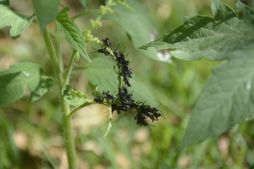  Garrohotos that eat plants,  Insects that eat plants