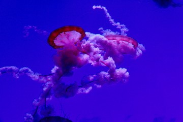 jellyfish