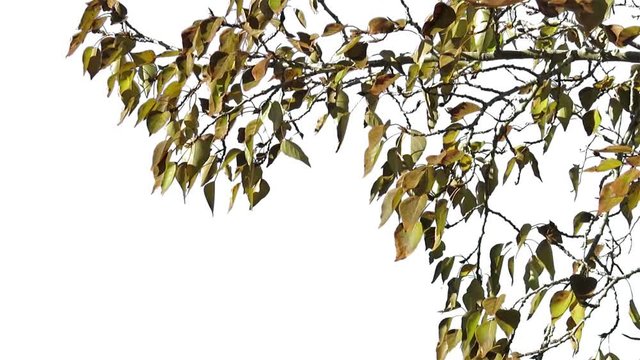 Foreground foliage plate for framing shots. Late fall deciduous tree, medium breeze. Slightly defocused. Includes transparency mask. Can be reversed and flipped horizontally.