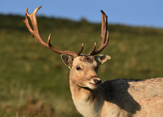 Fallow Deer