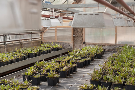 Plants in greenhouse
