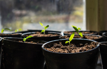 Growing tomatoes from seed. To plant in greenhouse. Vegetable garden concept. 