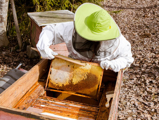 Woman hobby beekeeper working in beehive, wipes bees off from honeycomb in the spring to inspect the frame.