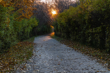 Fall Trail with Evening Light 