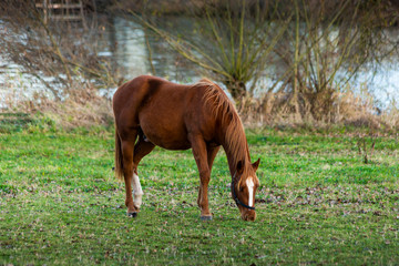 Horse walking in autumn field