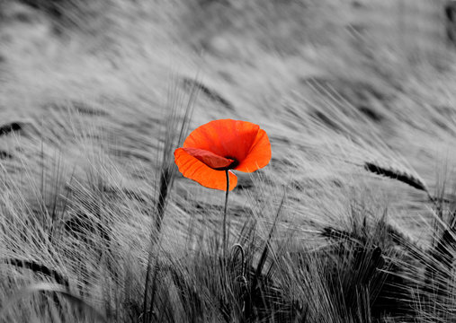 Wilder Mohn