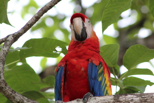 Lapa roja, un animal hermoso de Costa Rica