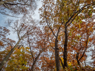 Looking Up to Fall Season Trees With Changing Colors Leafs