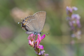 Büyük Sevbeni / Satyrium ilicis /  