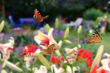 Schmetterling 525 © K.-U. Häßler