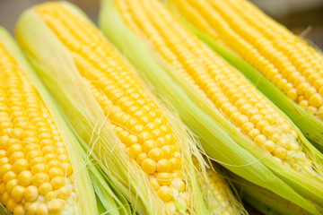 Appetizing raw bright yellow corn on the market counter. Close-up photo with selective focus. Fresh harvest of whole ripe sweetcorn.