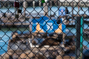 lover padlocks at the pier 39, see of the pier 39 wire mesh in front of the sea-lion colony  with lover padlocks puts on it. san francisco. love