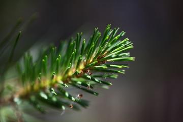 Naklejka na ściany i meble closeup of pine branch