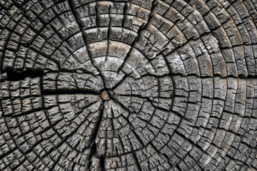 section of trunk of a tree