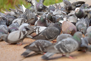 Many pigeons eating food on floor in park.