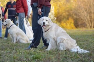 Retriever with the owner in the Park