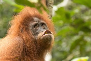Orang utan