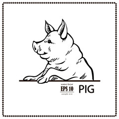 pig black and white