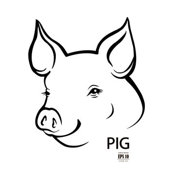 pig head portrait, isolated