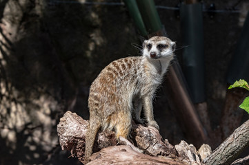 Fototapeta premium Meerkat On Perch 
