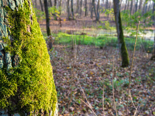 Moss on a tree