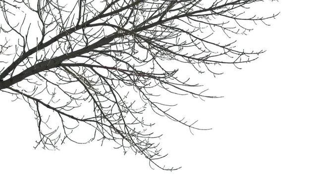 Foreground foliage plate for framing shots. Leafless deciduous tree, medium breeze. Slightly defocused. Includes transparency mask. Can be reversed and flipped horizontally.