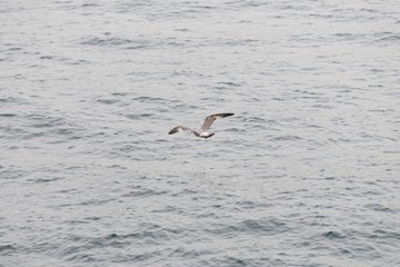 herring gull. seagull bird flying