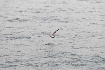 herring gull. seagull bird flying