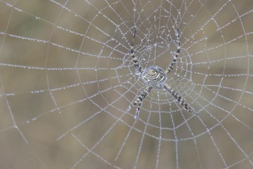 Banded Garden Spider. Web. Shiloh Ranch Regional Park in southeast Windsor includes oak woodlands, forests of mixed evergreens, ridges with sweeping views of the Santa Rosa Plain, canyons.