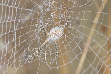 Banded Garden Spider. Web. Shiloh Ranch Regional Park in southeast Windsor includes oak woodlands,...