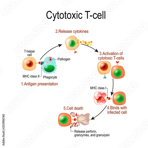  Cytotoxic T Cell Stock Image And Royalty free Vector Files On Fotolia