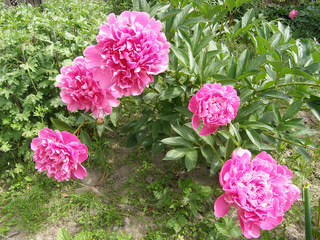 In the garden pink peonies bloom.