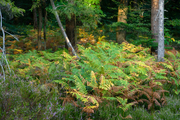 Dried fern and forest herbs after hot summer in Verzy forest near Reims, France