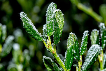 Eisblume