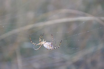Banded Garden Spider. Web. Shiloh Ranch Regional Park in southeast Windsor includes oak woodlands, forests of mixed evergreens, ridges with sweeping views of the Santa Rosa Plain, canyons.