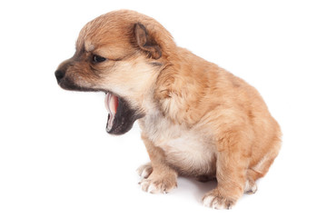 funny newborn purebred puppy yawns. isolated on white background.