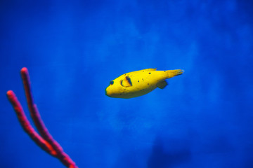 Little yellow fish floats in the blue sea